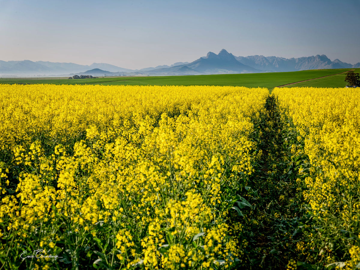 Canola fields in bloom with mountain backdrop, 2026