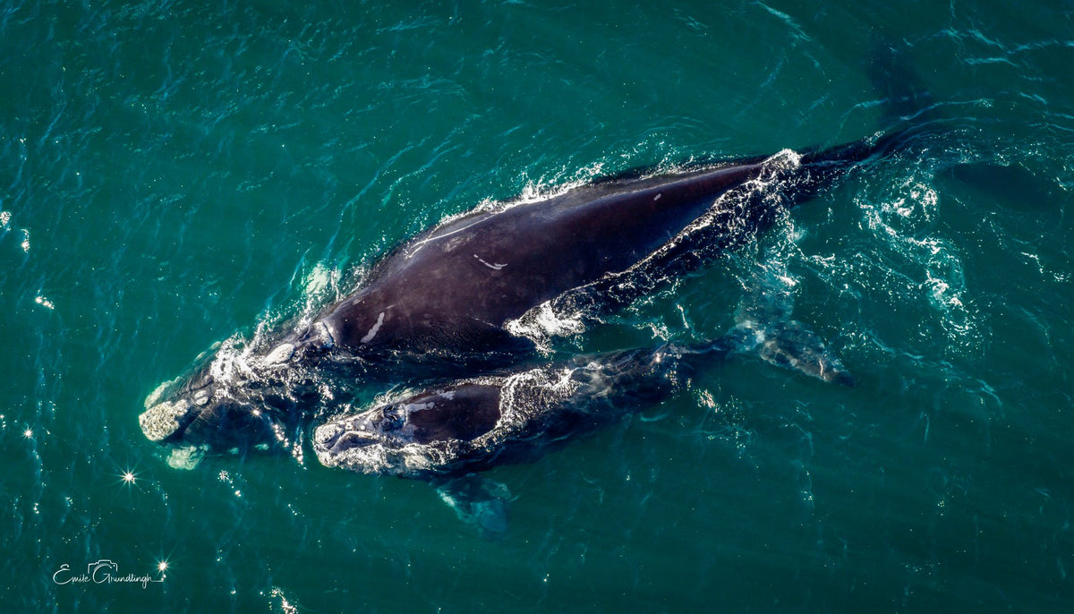 Aerial view of a southern right whale mother and calf in False Bay