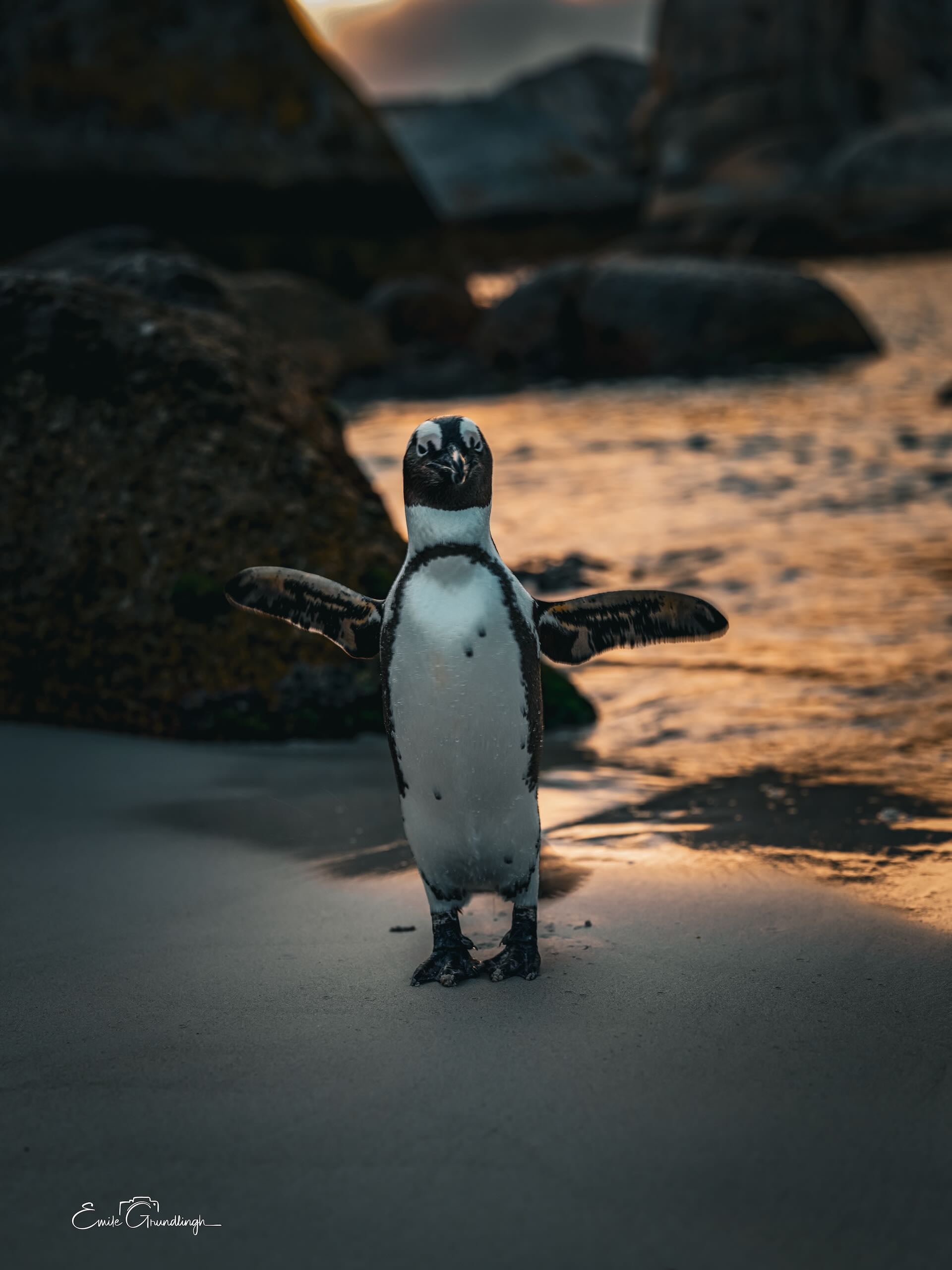 African Penguin with flippers outstretched on Boulders Beach at golden sunset