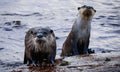 Three Cape clawless otters on a rocky shoreline, two emerging from water with curious expressions