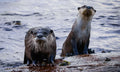 The Otter Gang – three Cape clawless otters on rocks at Kommetjie, two posing and one peeking from water