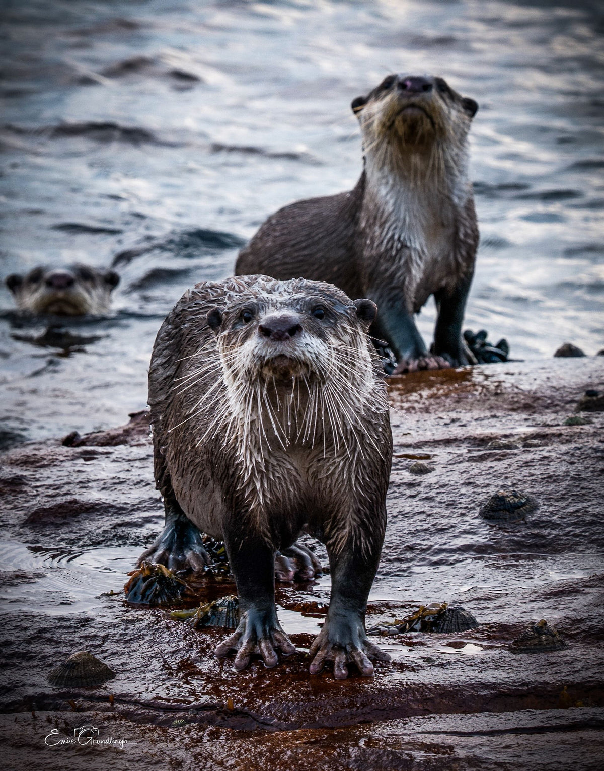 Don't Mess with the Otters – Cape clawless otter marching toward camera with two companions on rocks at Kommetjie