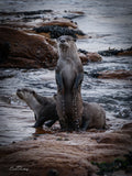 Cape clawless otter standing upright on rocky shoreline with companion beside it