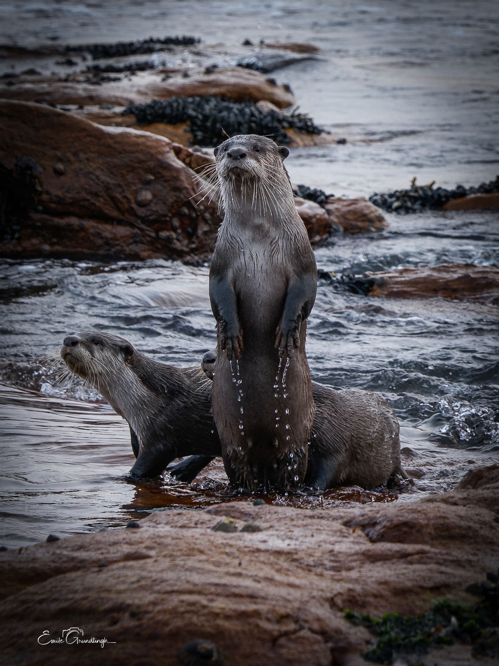 Cape clawless otter standing upright on rocky shoreline with companion beside it