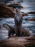 The Lookout – Cape clawless otter standing tall on hind legs on rocks at Kommetjie with second otter below