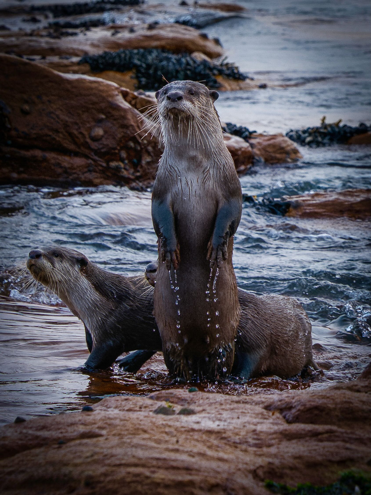 The Lookout – Cape clawless otter standing tall on hind legs on rocks at Kommetjie with second otter below