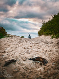 Lone African penguin standing on sandy dune path at Water's Edge against dramatic stormy sky, False Bay