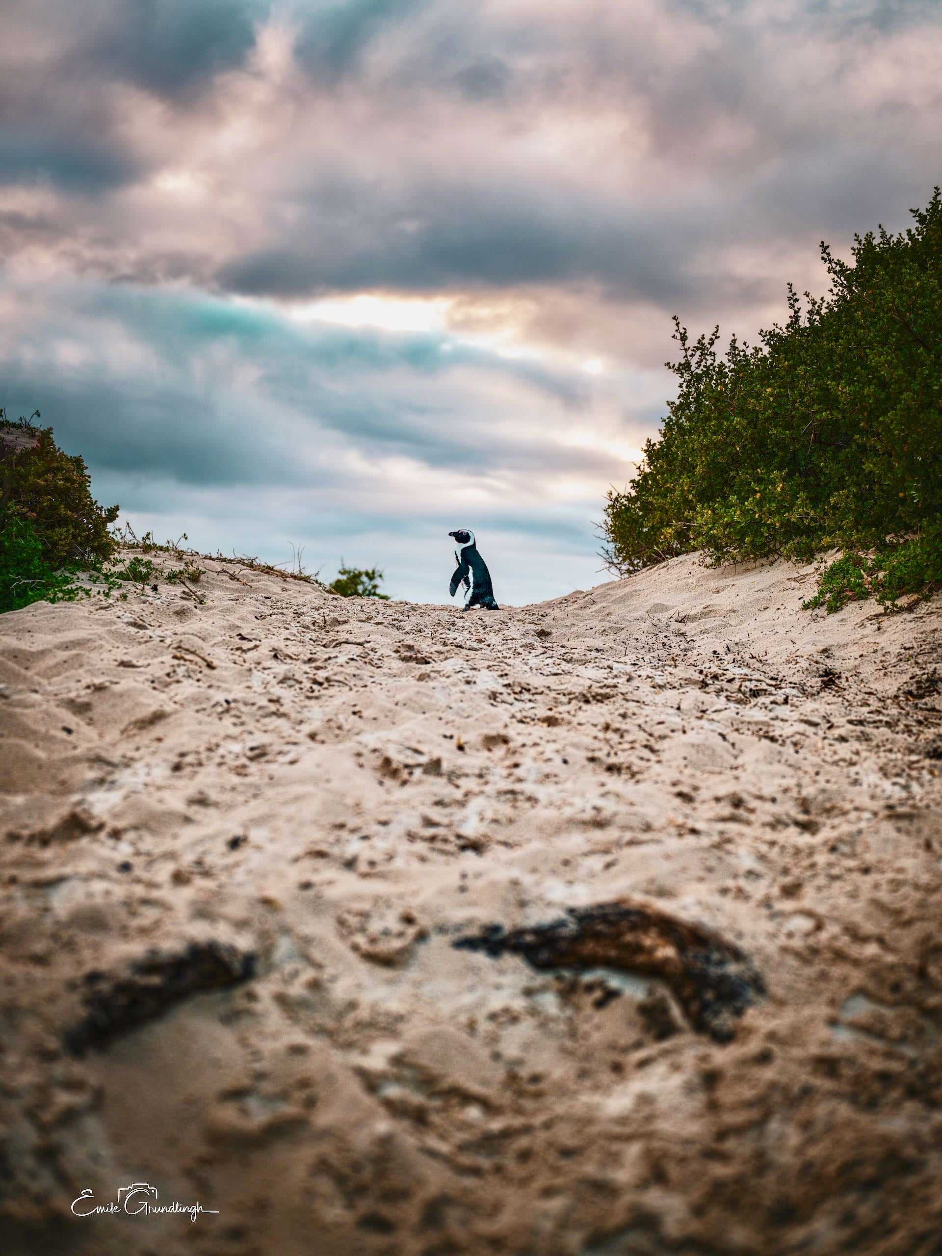 Lone African penguin standing on sandy dune path at Water's Edge against dramatic stormy sky, False Bay