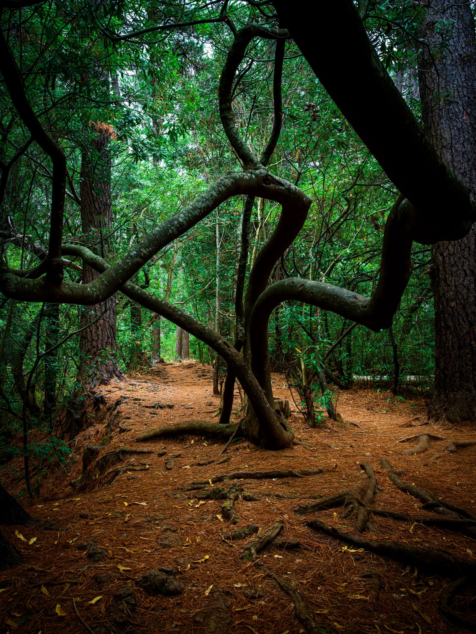 Enchanted forest path through Newlands Forest with twisted branches overhead