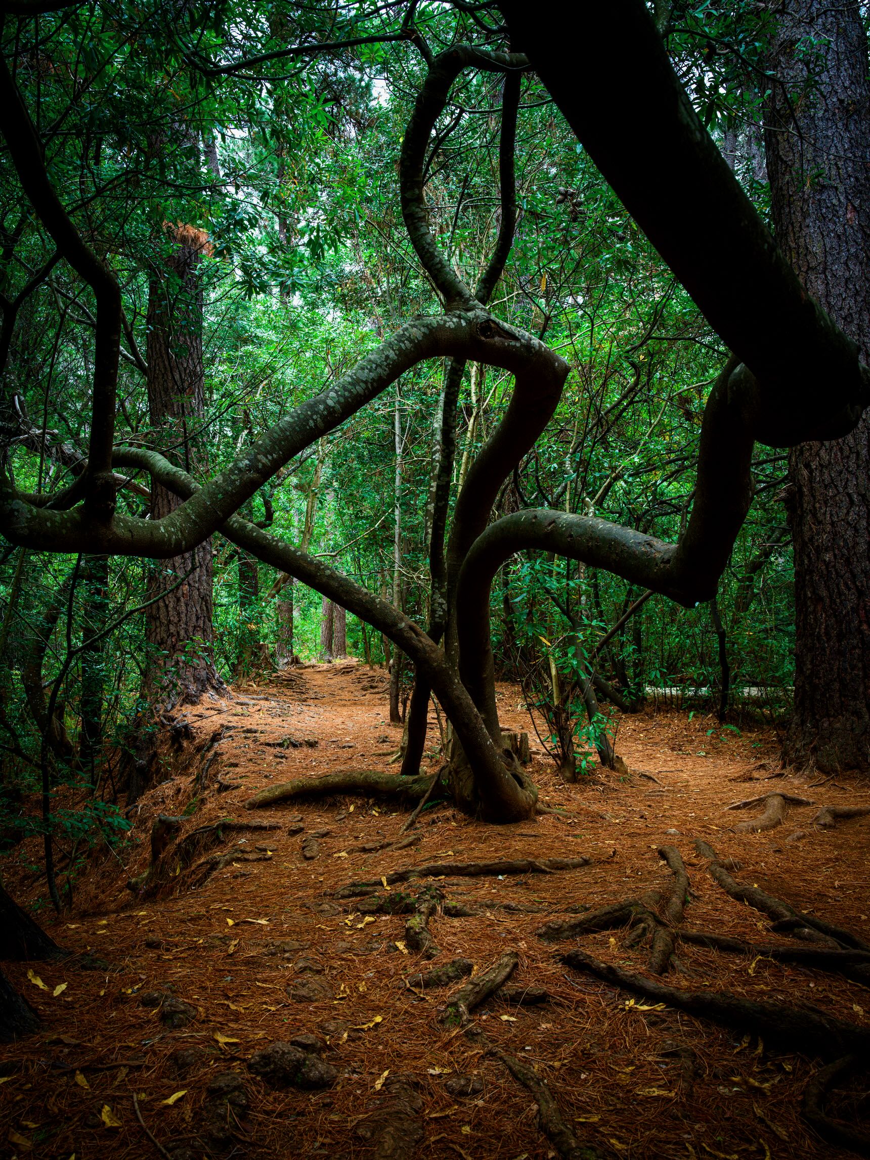 Twisted branches forming shapes above a forest path with lush green canopy
