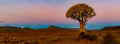 The Kokerboom at Twilight — Gannabos