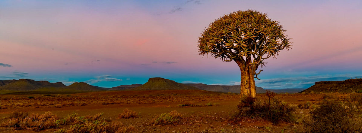 The Kokerboom at Twilight — Gannabos
