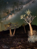 The Forest Under the Stars — Gannabos