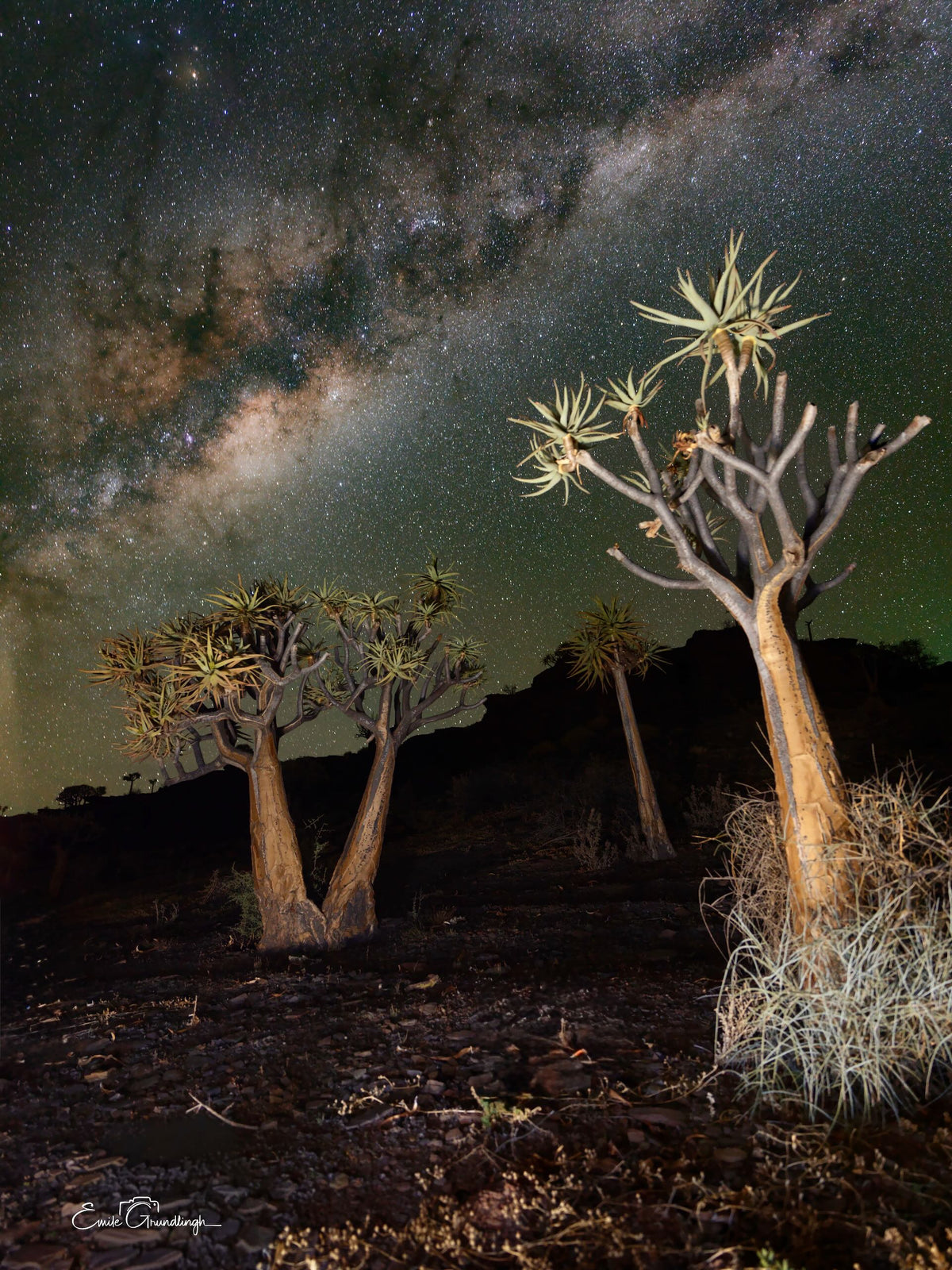 The Forest Under the Stars — Gannabos