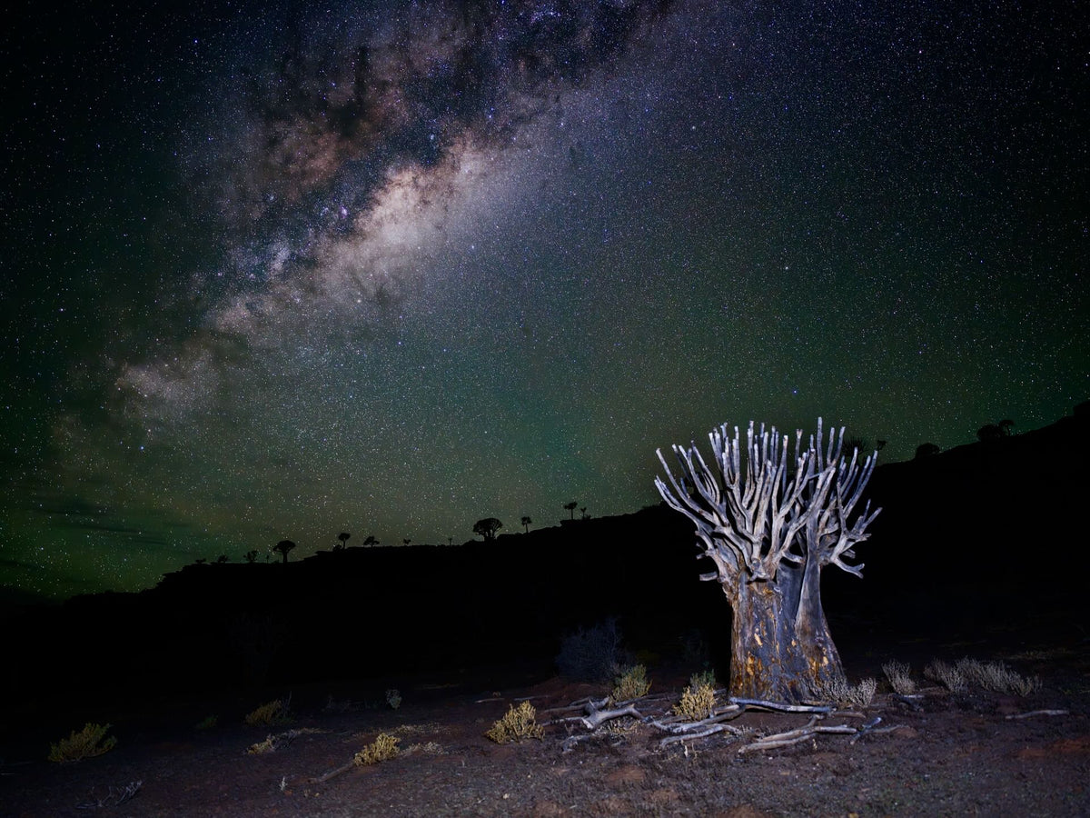The Dead Kokerboom and the Galaxy — Gannabos