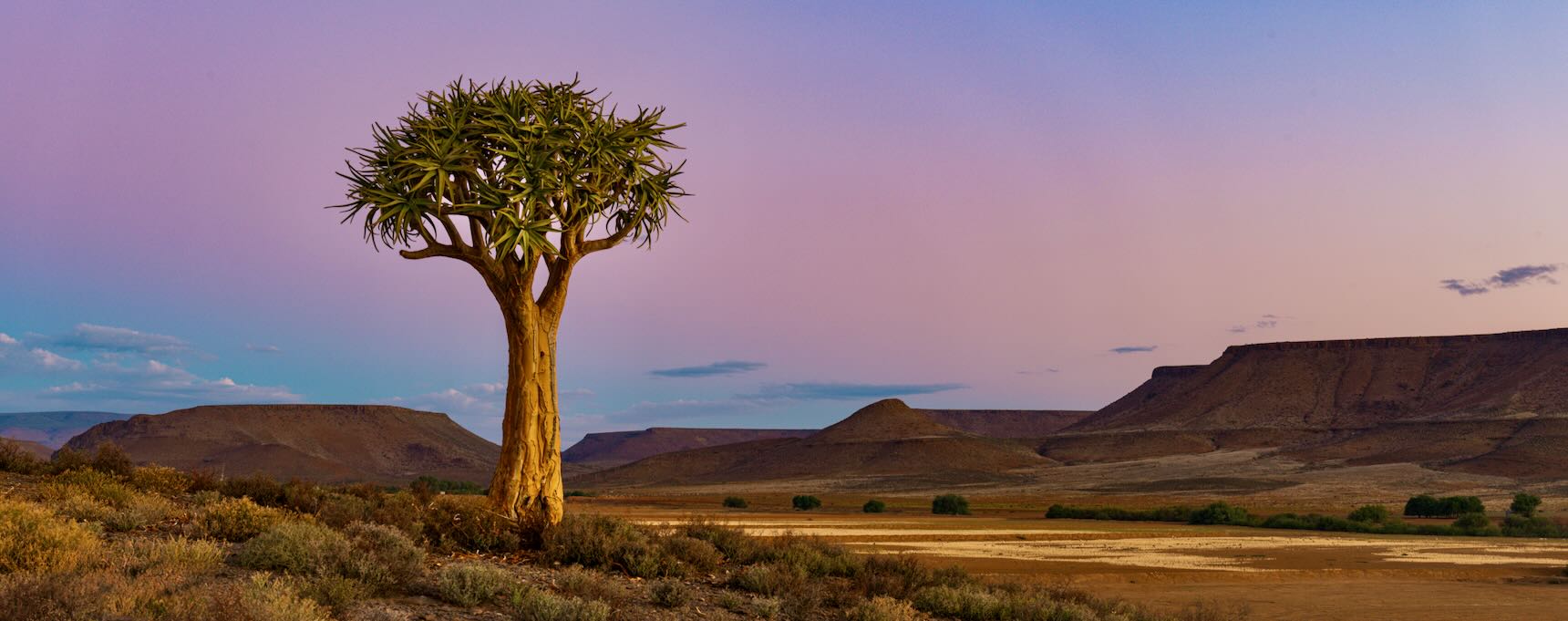 Solitary quiver tree glowing golden against a pastel violet and pink twilight sky in the Richtersveld