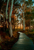 Wooden boardwalk winding through eucalyptus forest glowing with warm golden sunset light