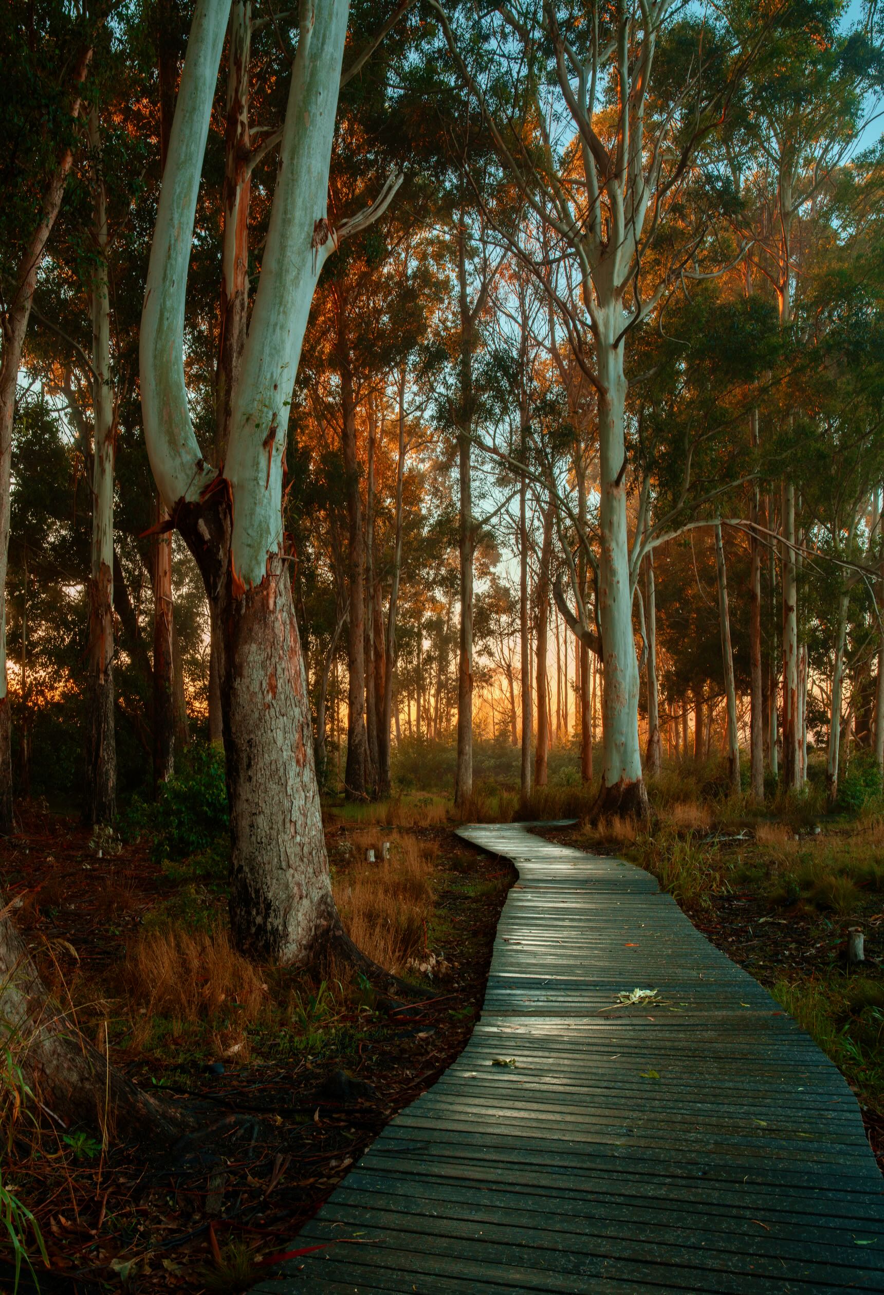 Wooden boardwalk winding through eucalyptus forest glowing with warm golden sunset light