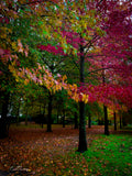 Vibrant autumn trees with crimson, amber and gold leaves in a park setting