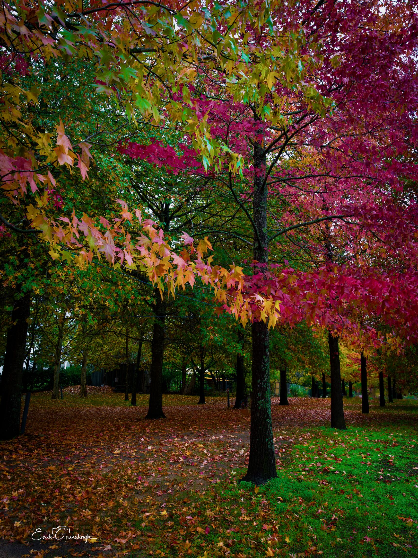 Vibrant autumn trees with crimson, amber and gold leaves in a park setting