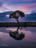Lone tree silhouetted against a violet and pink twilight sky, perfectly reflected in still water