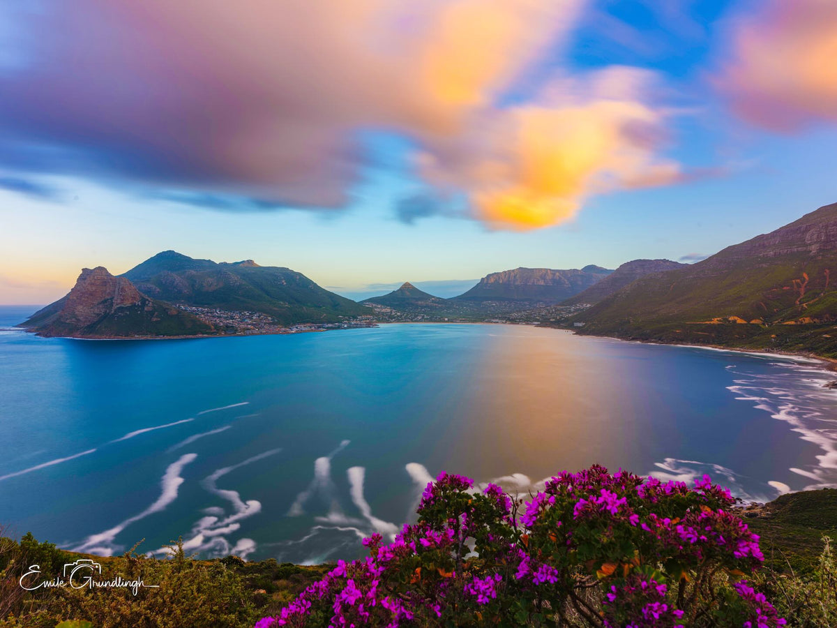 Hout Bay at sunset with pink fynbos flowers and golden clouds from the Sentinel lookout by Emile Grundlingh
