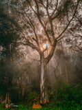 Golden sunlight bursting through misty gum tree forest with rays of light in Cape Town