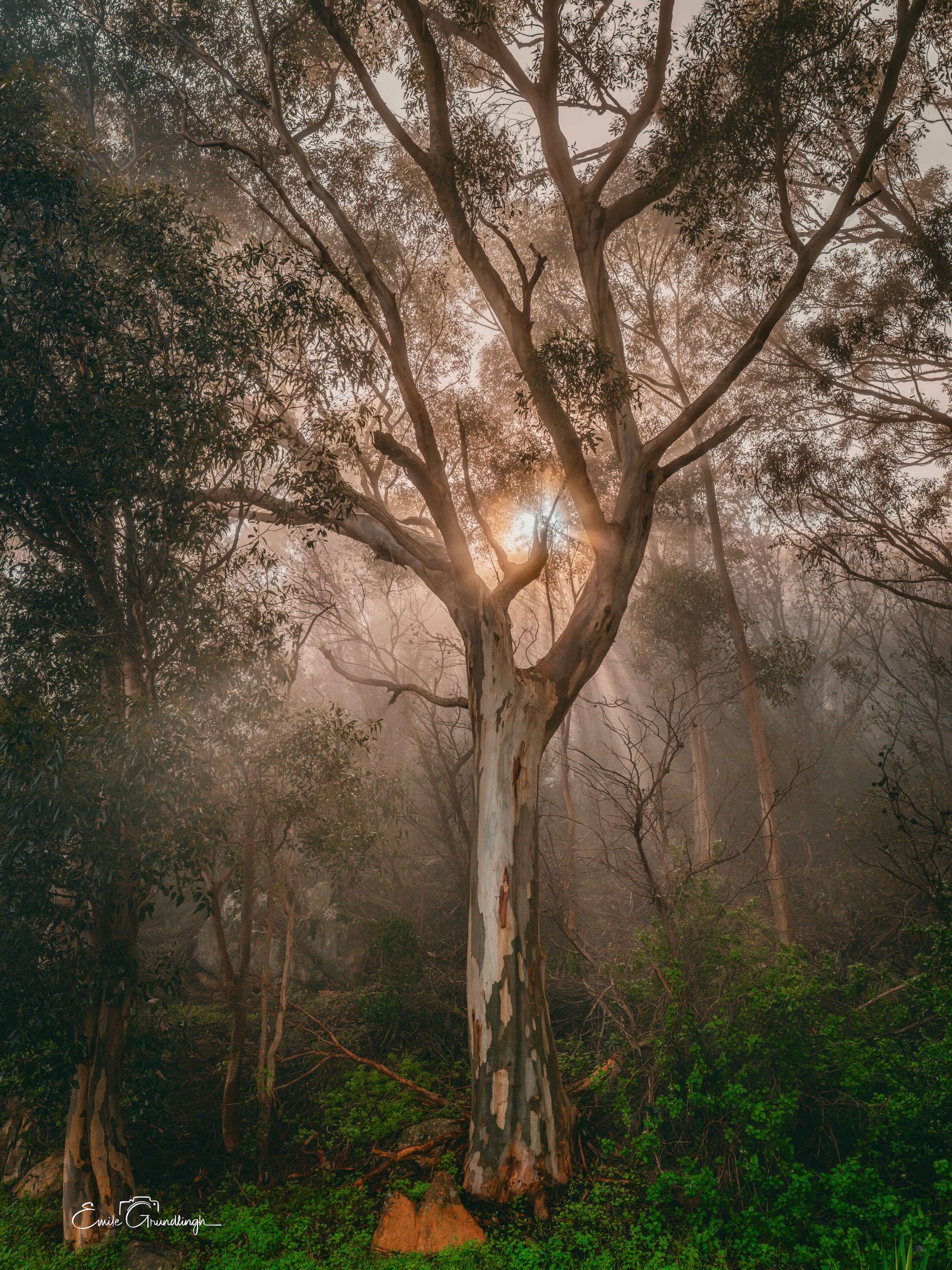 Golden sunlight bursting through misty gum tree forest with rays of light in Cape Town