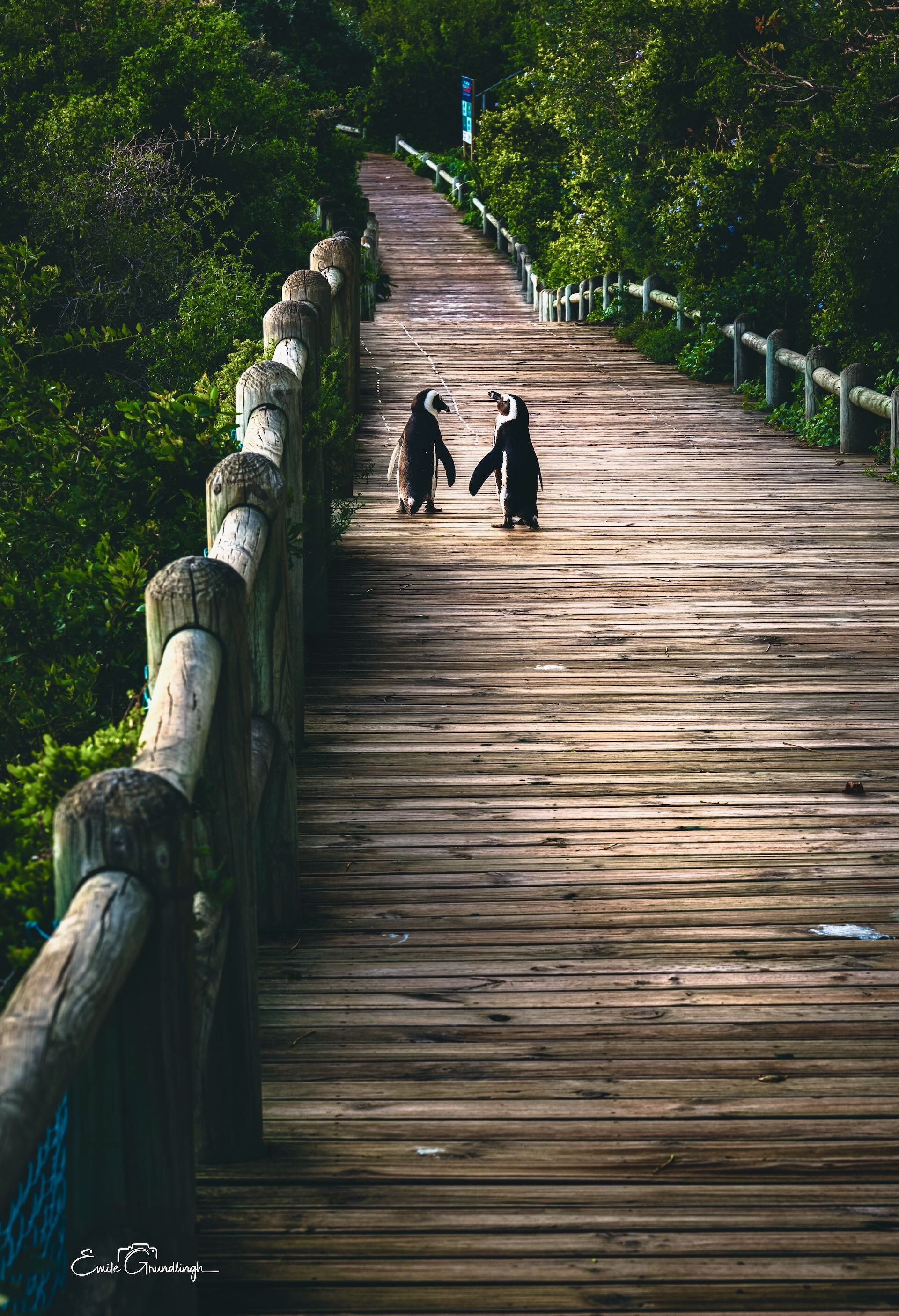 Two African Penguins facing each other on the Boulders Beach boardwalk surrounded by lush green vegetation