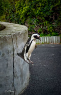African Penguin leaping off a concrete wall near Boulders Beach with green fynbos in the background