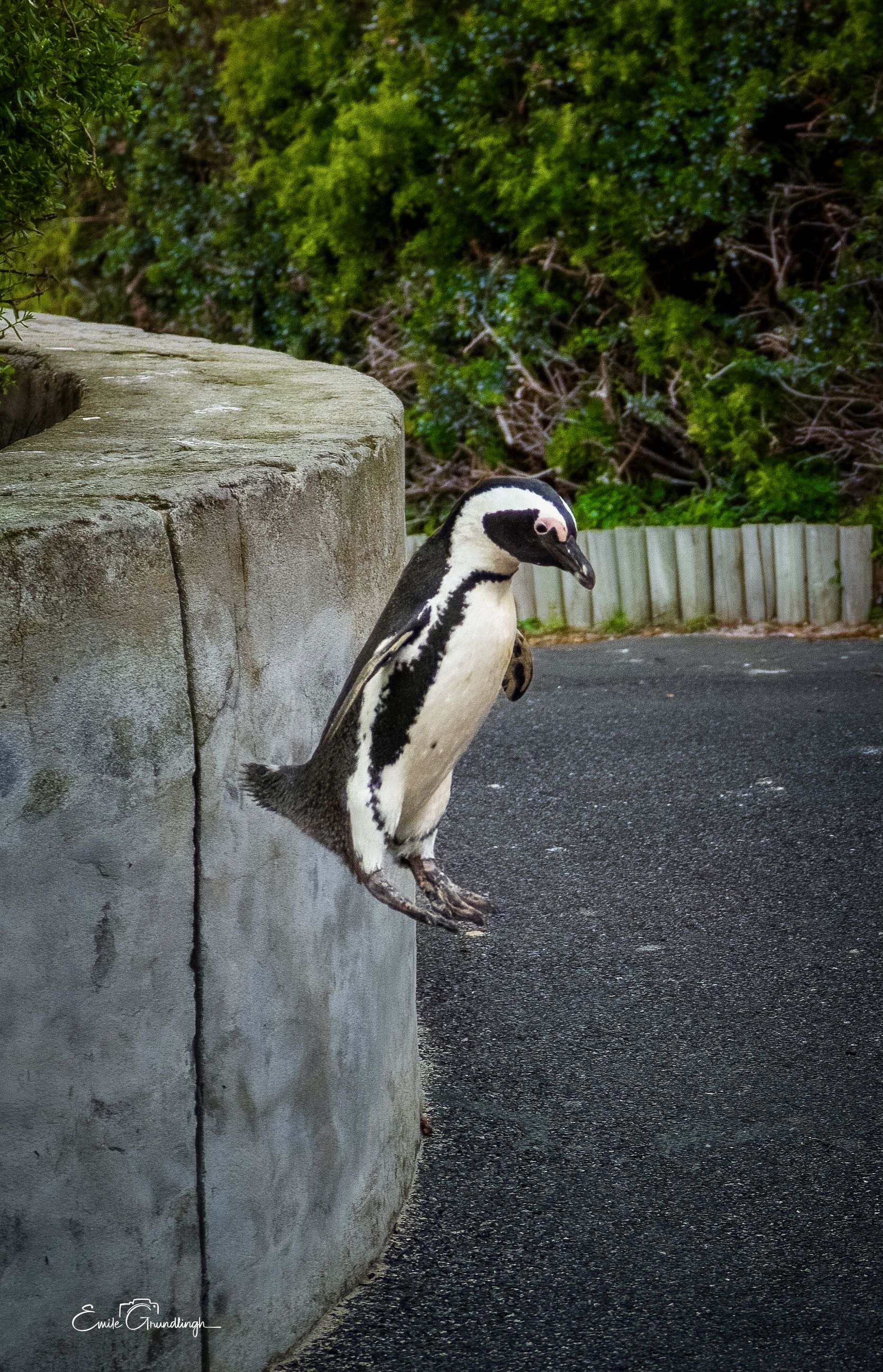 African Penguin leaping off a concrete wall near Boulders Beach with green fynbos in the background