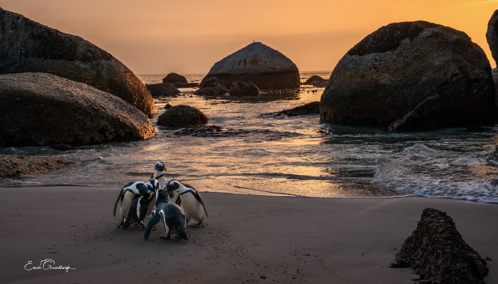 Group of African Penguins huddled together on Boulders Beach at golden sunset with granite boulders