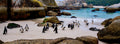 Colony of African Penguins on Boulders Beach with granite boulders and turquoise water