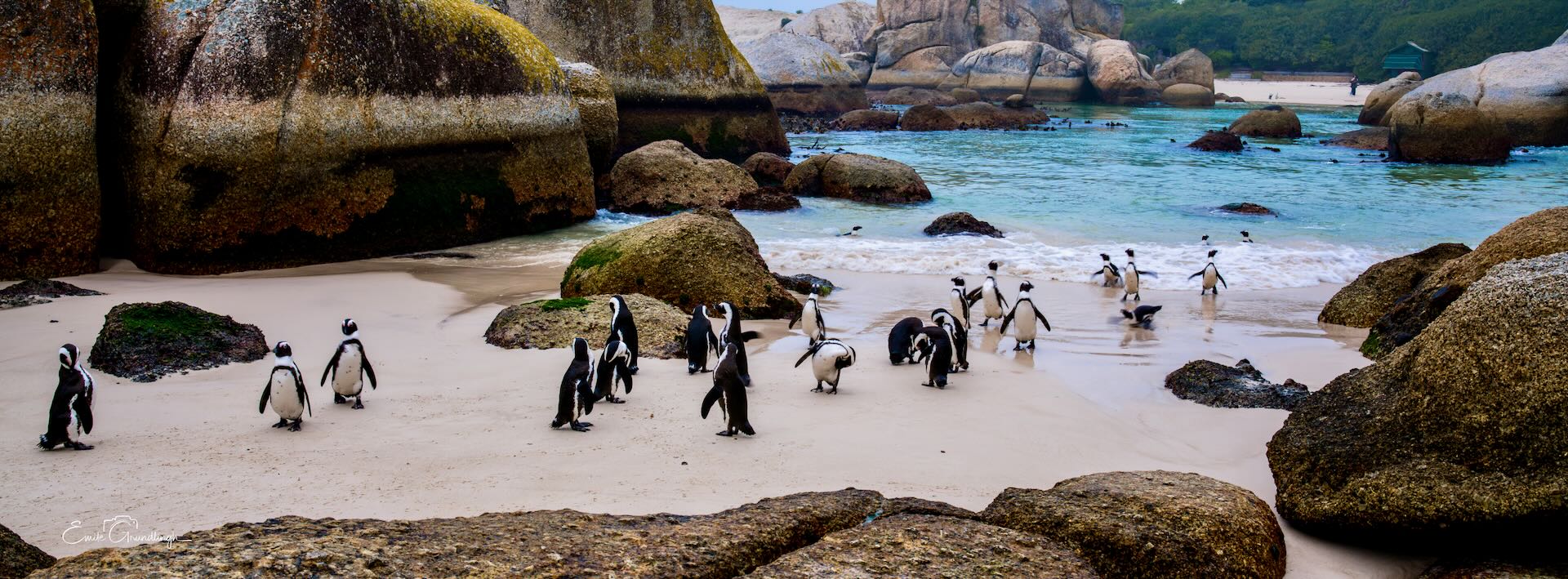 Colony of African Penguins on Boulders Beach with granite boulders and turquoise water