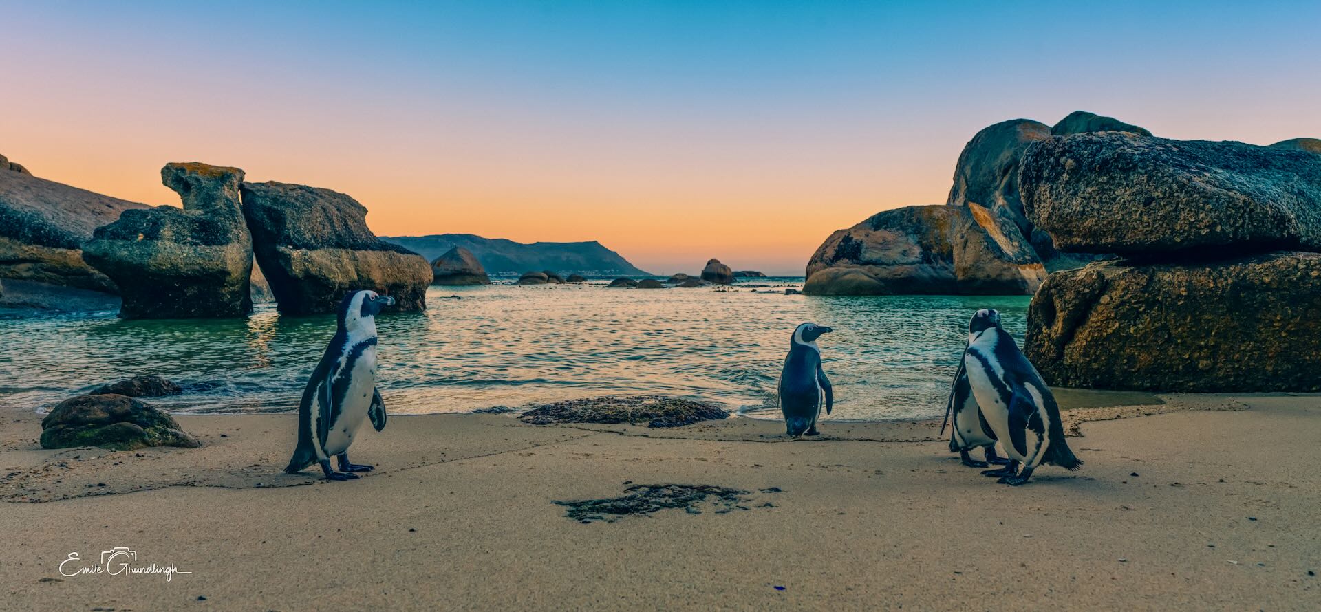 Three African Penguins on Boulders Beach at sunset with granite boulders and orange sky