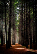 Lone figure standing in the misty pine forest of Tokai with shafts of light filtering through tall trees