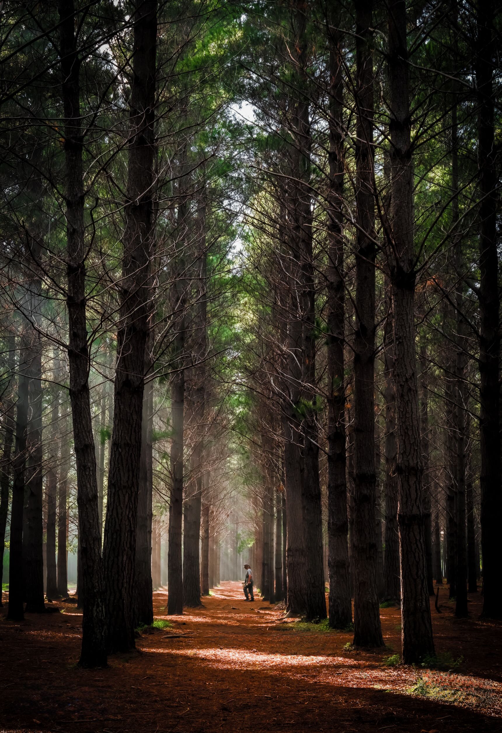 Lone figure standing in the misty pine forest of Tokai with shafts of light filtering through tall trees