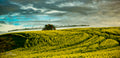 Crop sprayer silhouetted on a canola ridge under a dramatic stormy sky