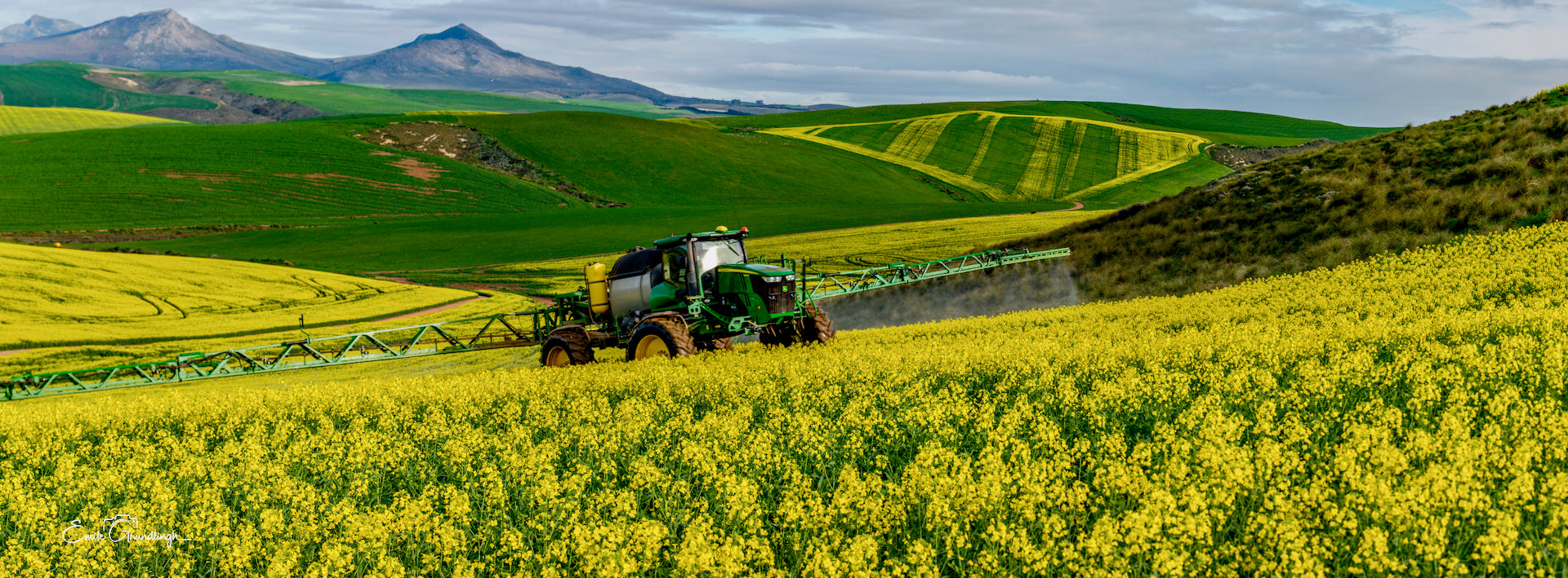 Crop sprayer working through golden canola fields with mountain peak in the background