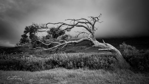 Wind-sculpted tree permanently bent by Cape Doctor winds against a dramatic stormy sky at Cape Point, black and white
