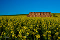 Hay bales towering above golden canola fields under a vivid blue sky