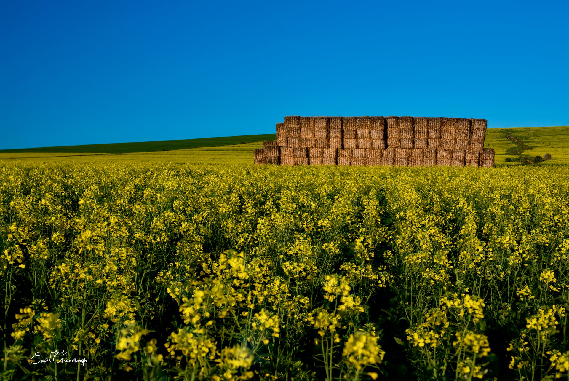 Hay bales towering above golden canola fields under a vivid blue sky
