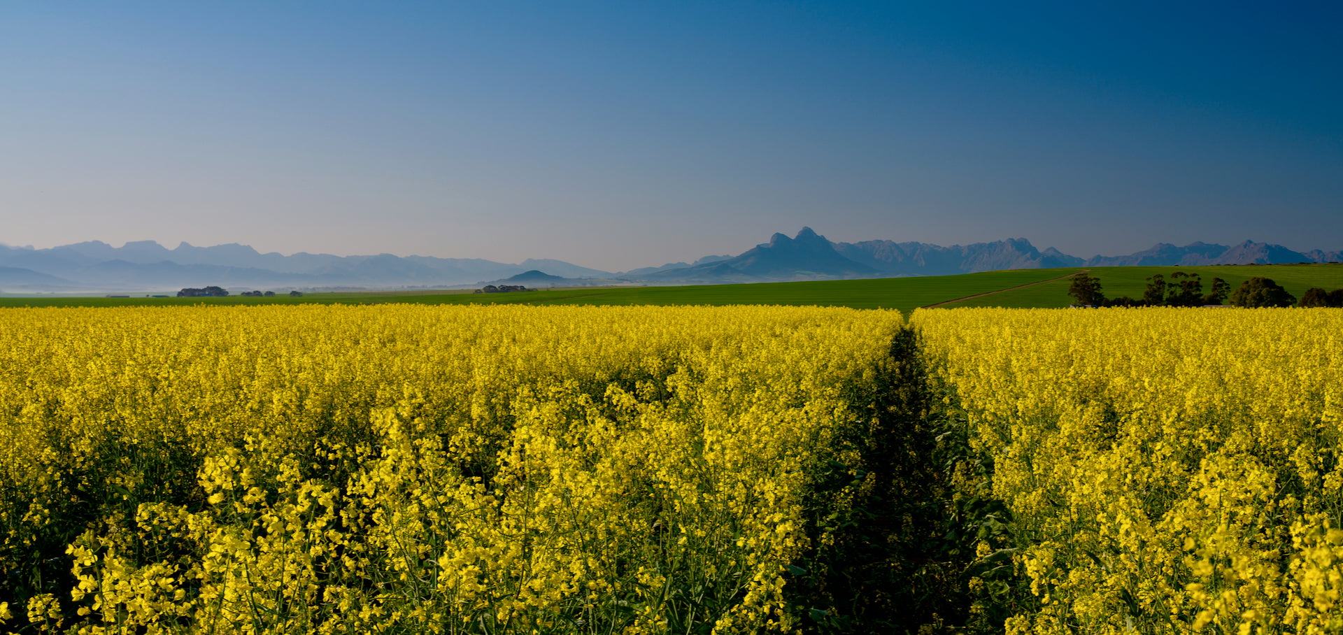 Panoramic canola fields with misty mountain horizon under a blue sky