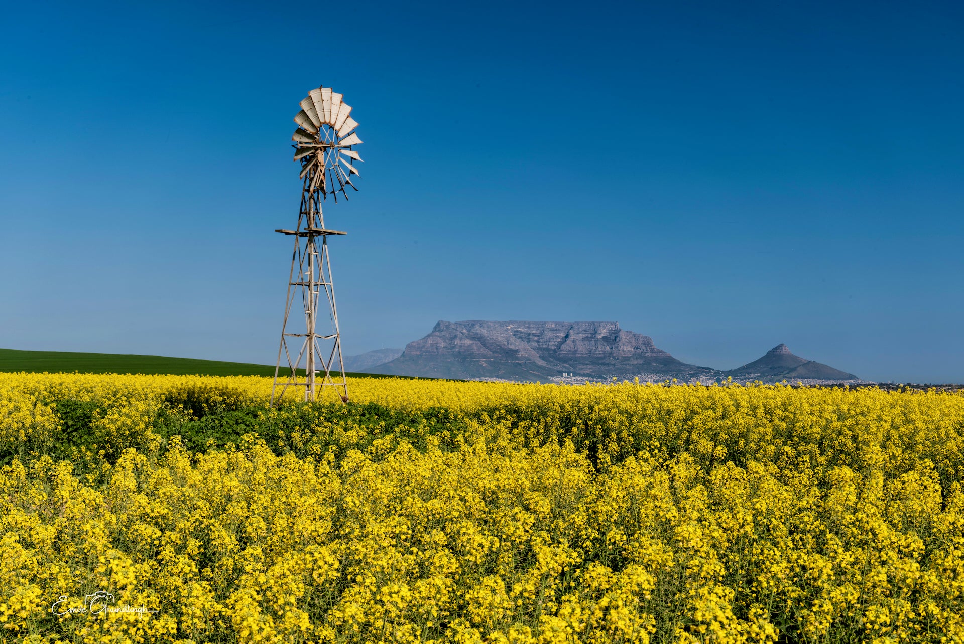 Weathered windmill above golden canola fields with Table Mountain and Lion's Head under a clear blue sky