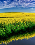Low-angle view of canola blooms reflected in a puddle with tractor tracks leading uphill under a mackerel sky