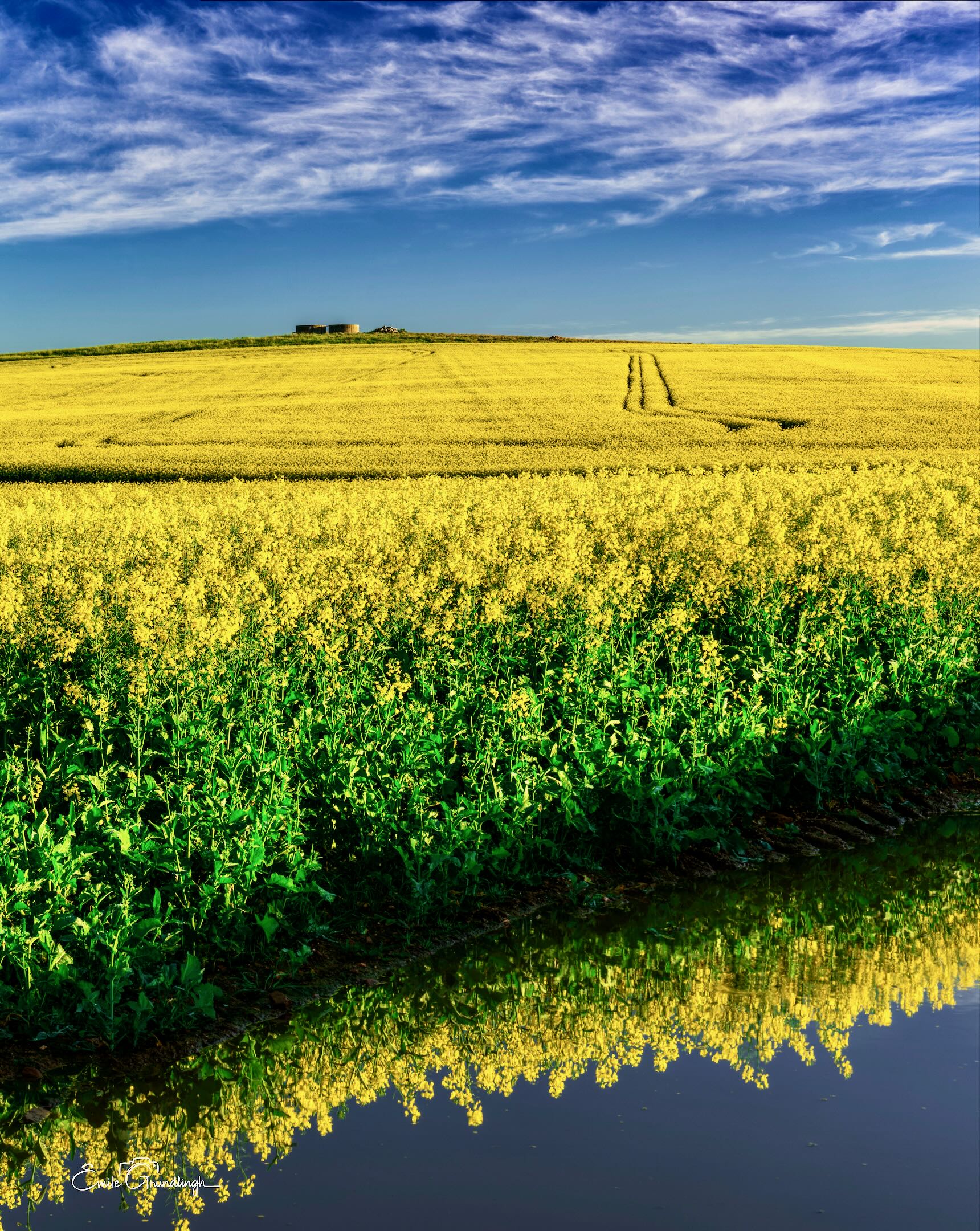 Low-angle view of canola blooms reflected in a puddle with tractor tracks leading uphill under a mackerel sky