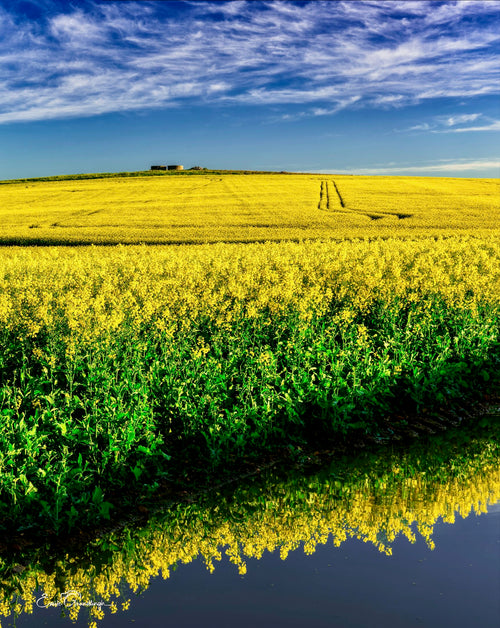 Low-angle view of canola blooms reflected in a puddle with tractor tracks leading uphill under a mackerel sky