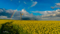 Rainbow arcing over a windmill and golden canola fields with Lion's Head in the stormy background