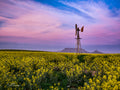 Rustic windmill above golden canola fields under a pink and purple sunset sky with Table Mountain silhouette