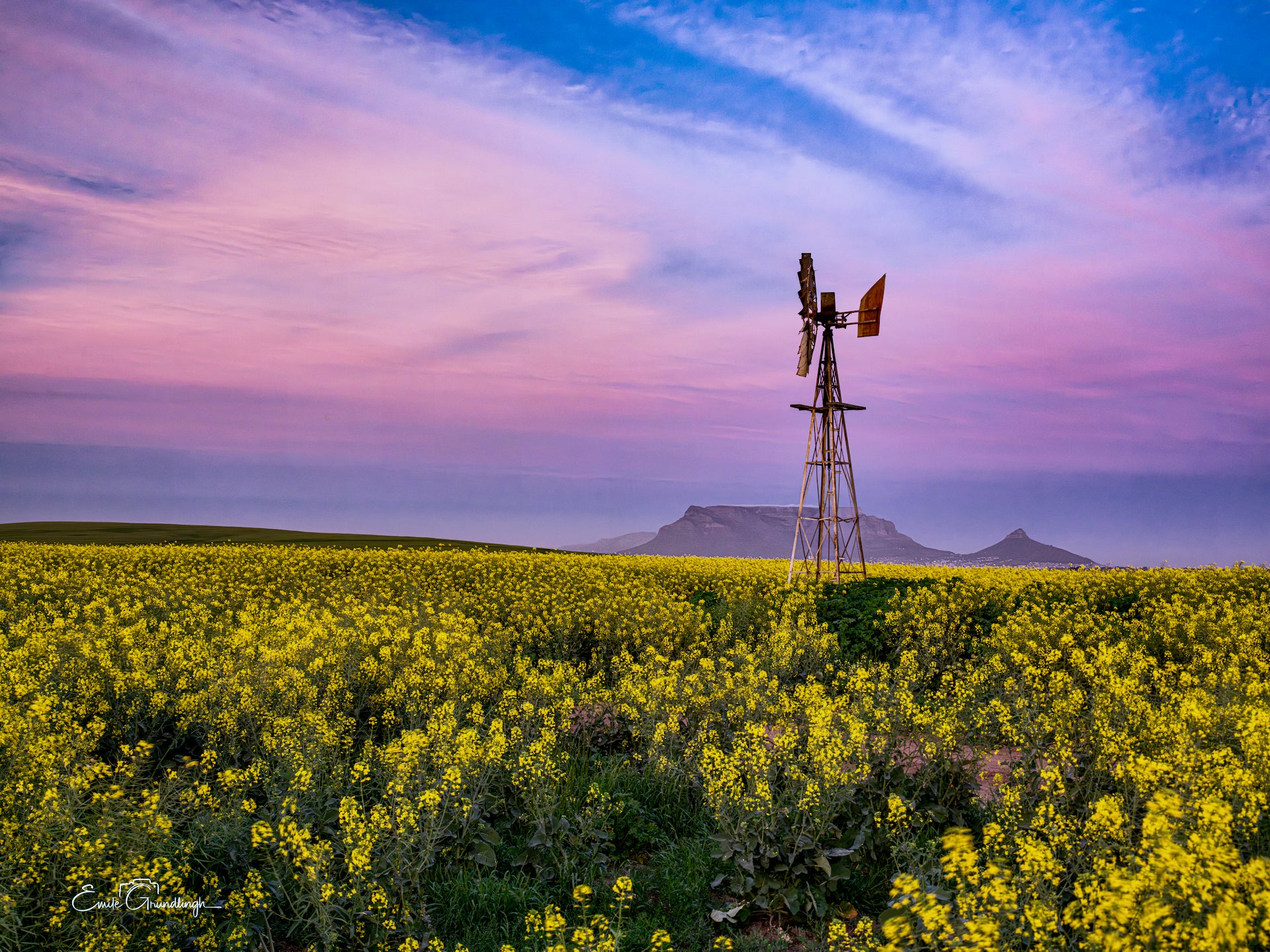 Rustic windmill above golden canola fields under a pink and purple sunset sky with Table Mountain silhouette